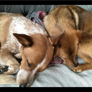 Meet your Posher, Brandon